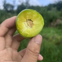 8.13重庆万州分水清脆李有货，晚熟已经上市，可代办。