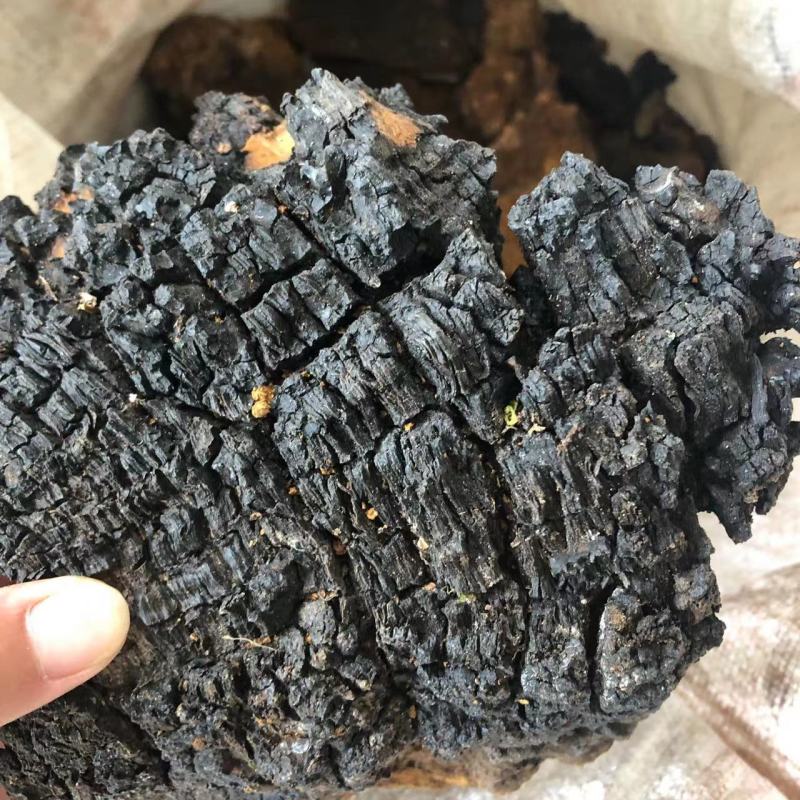 桦树茸白华茸黑精颗粒一手货源