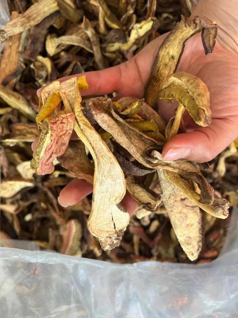 牛肝菌品质好有现货价格优惠欢迎进店选购