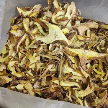 牛肝菌品质好有现货价格优惠欢迎进店选购