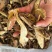 牛肝菌品质好有现货价格优惠欢迎进店选购
