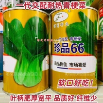 珍品66青梗菜种籽耐热青菜种子耐雨水耐湿蔬菜种子甜嫩好吃