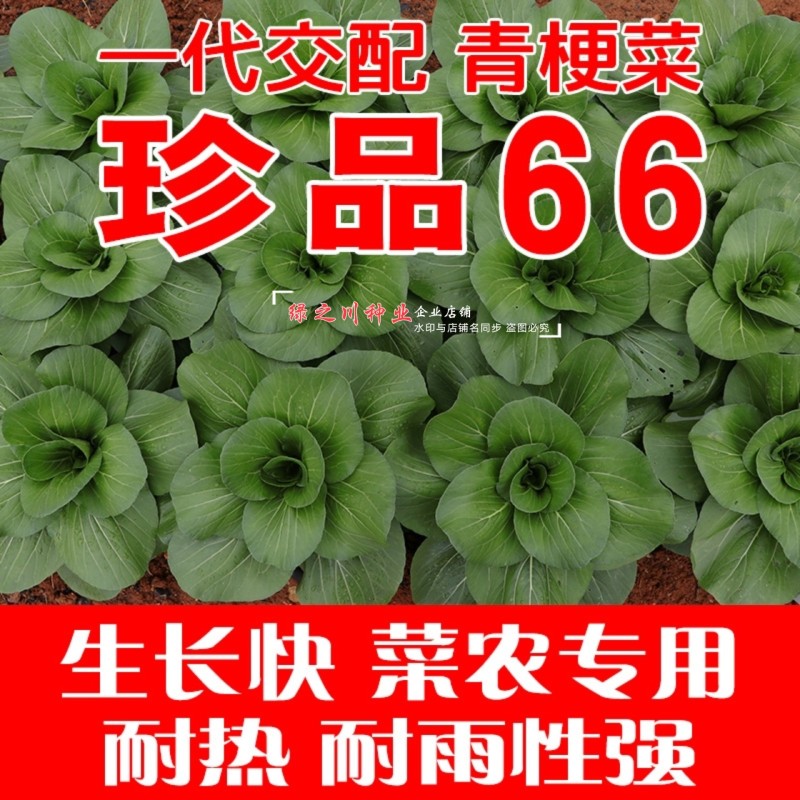 珍品66青梗菜种籽耐热青菜种子耐雨水耐湿蔬菜种子甜嫩好吃