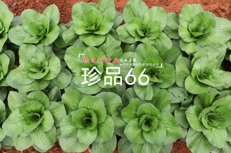 珍品66青梗菜种籽耐热青菜种子耐雨水耐湿蔬菜种子甜嫩好吃