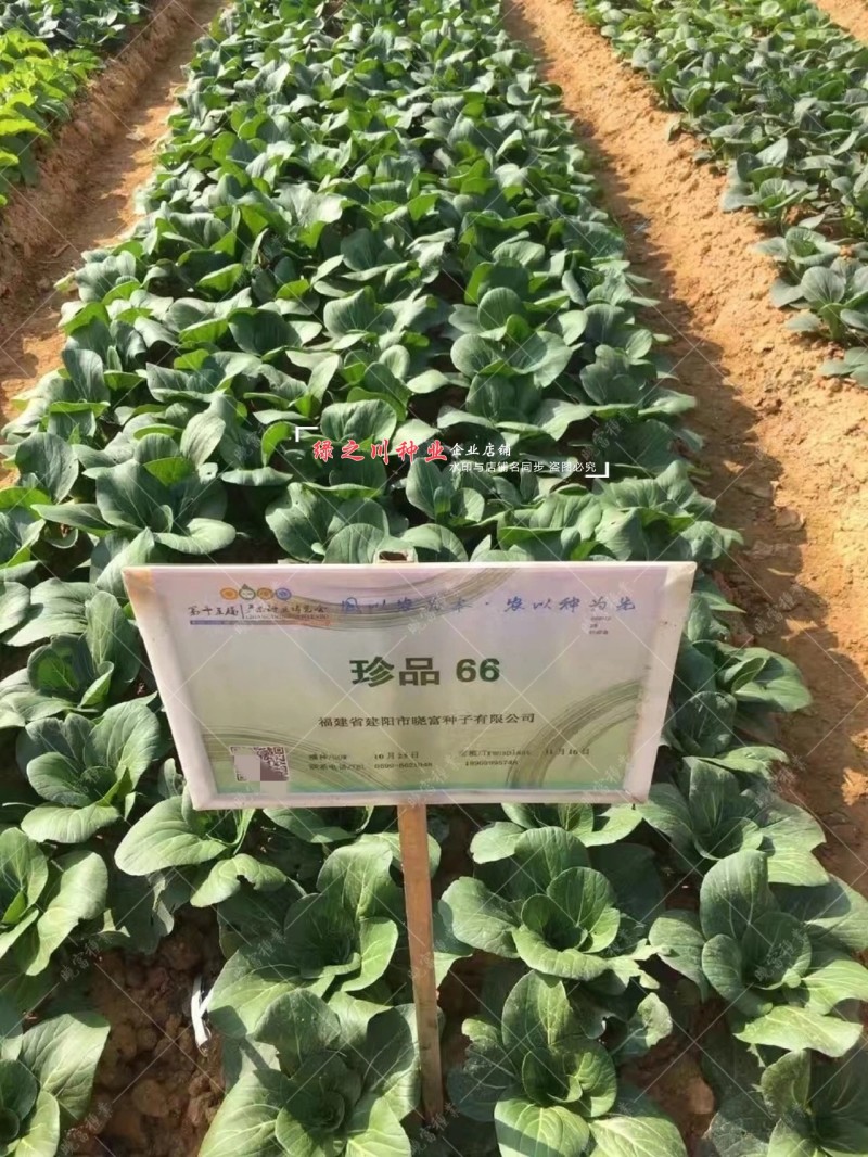 珍品66青梗菜种籽耐热青菜种子耐雨水耐湿蔬菜种子甜嫩好吃