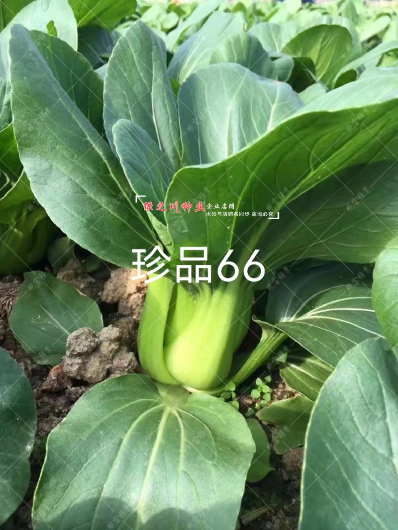 珍品66青梗菜种籽耐热青菜种子耐雨水耐湿蔬菜种子甜嫩好吃