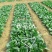 珍品66青梗菜种籽耐热青菜种子耐雨水耐湿蔬菜种子甜嫩好吃