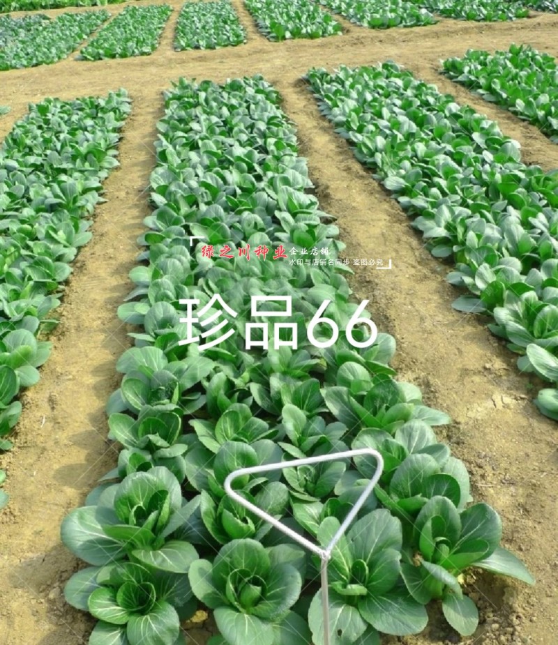 珍品66青梗菜种籽耐热青菜种子耐雨水耐湿蔬菜种子甜嫩好吃