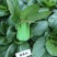 珍品66青梗菜种籽耐热青菜种子耐雨水耐湿蔬菜种子甜嫩好吃