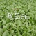 珍品66青梗菜种籽耐热青菜种子耐雨水耐湿蔬菜种子甜嫩好吃