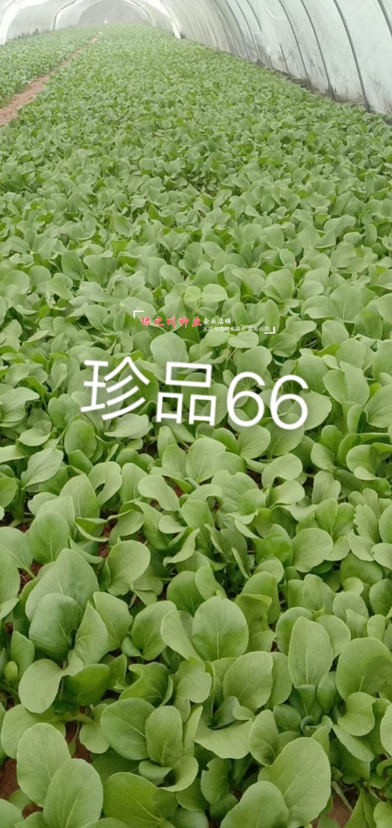 珍品66青梗菜种籽耐热青菜种子耐雨水耐湿蔬菜种子甜嫩好吃