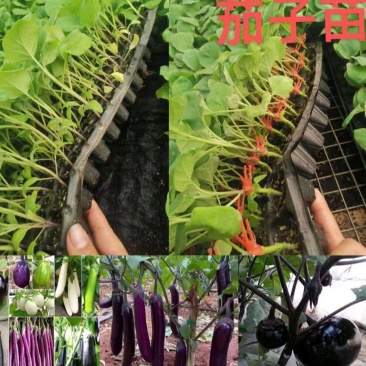 黑亮圆茄苗，颜色好，易管理，品质优，适应大型基地种植户种