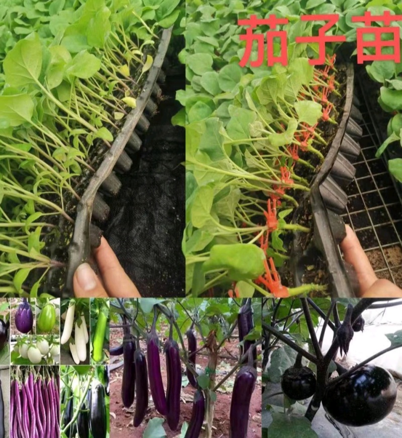 黑亮圆茄苗，颜色好，易管理，品质优，适应大型基地种植户种