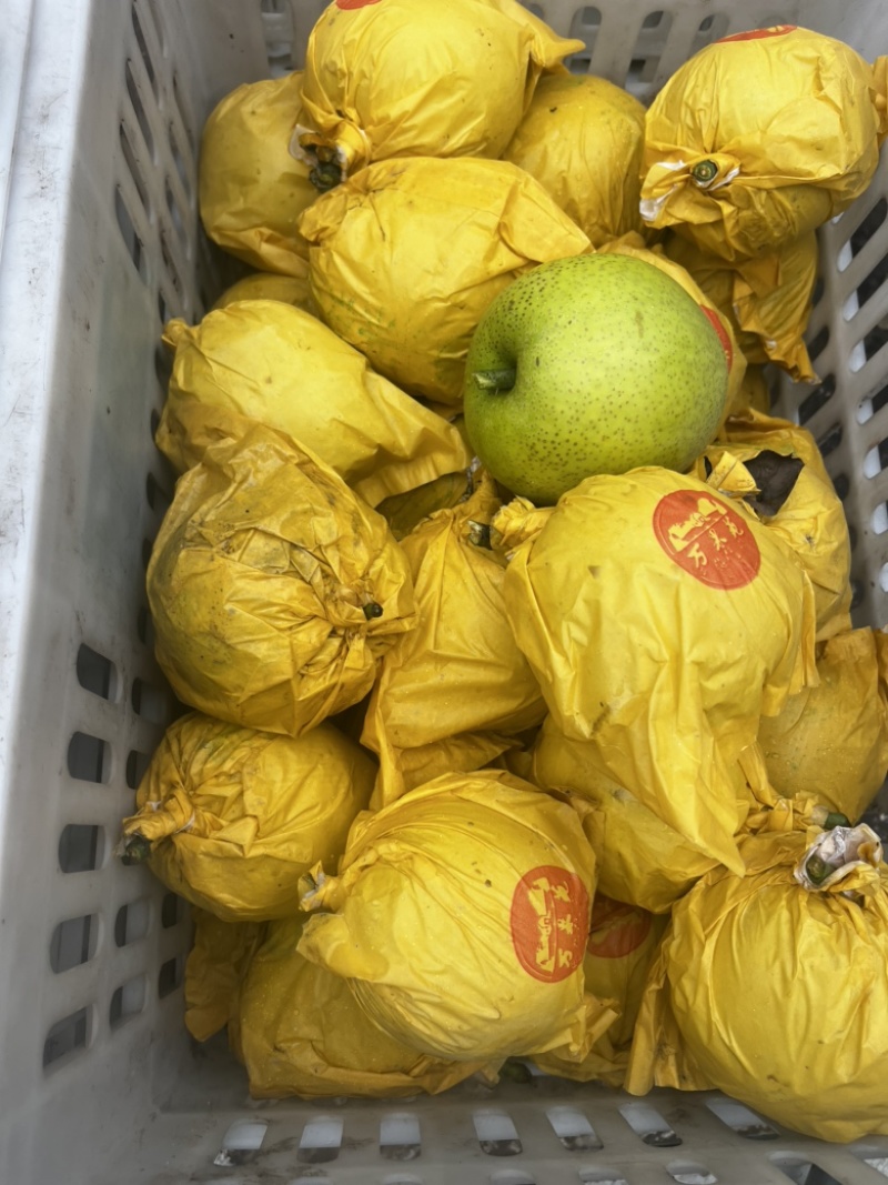 精品皇冠梨