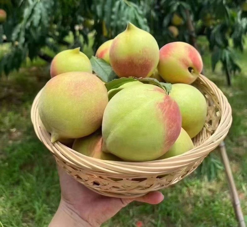 采摘工人正在挑选成熟的鹰嘴桃