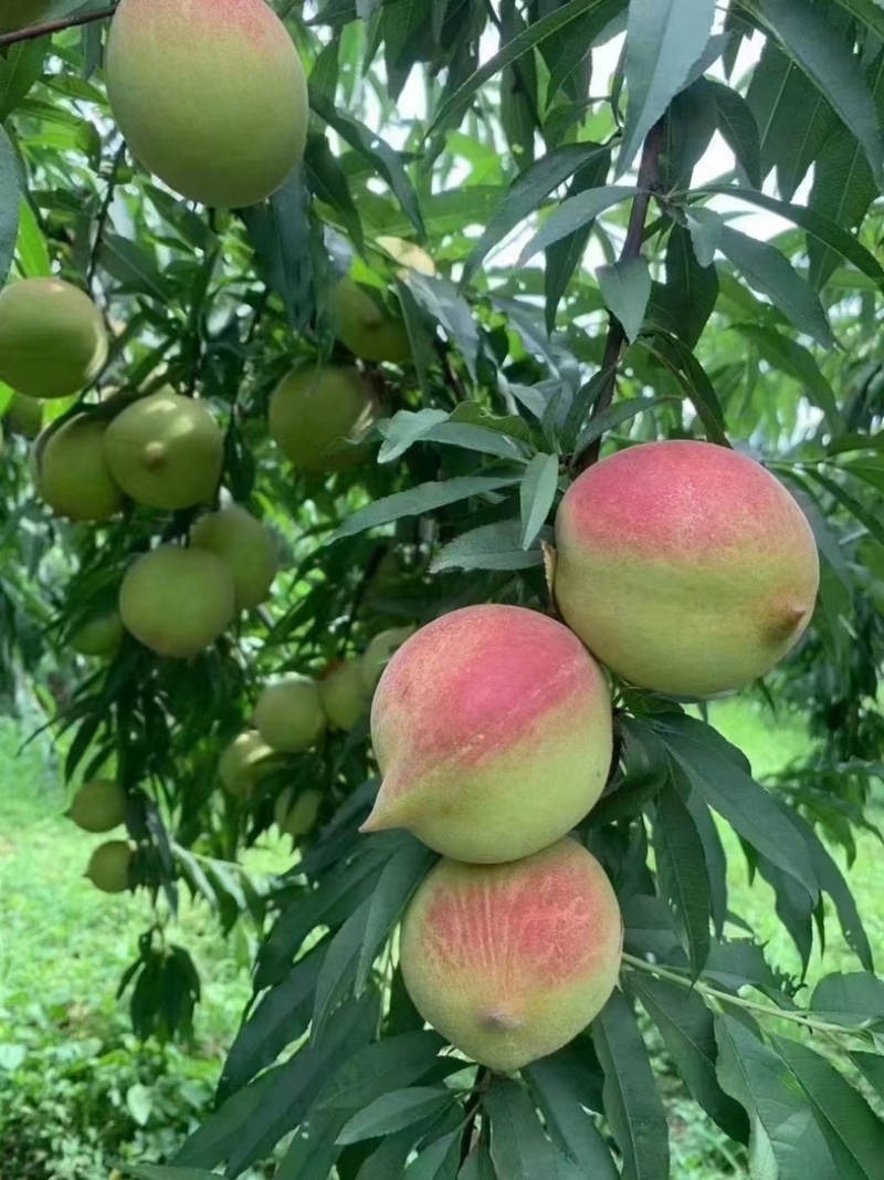 正宗连平鹰嘴蜜桃🍑🍑🍑