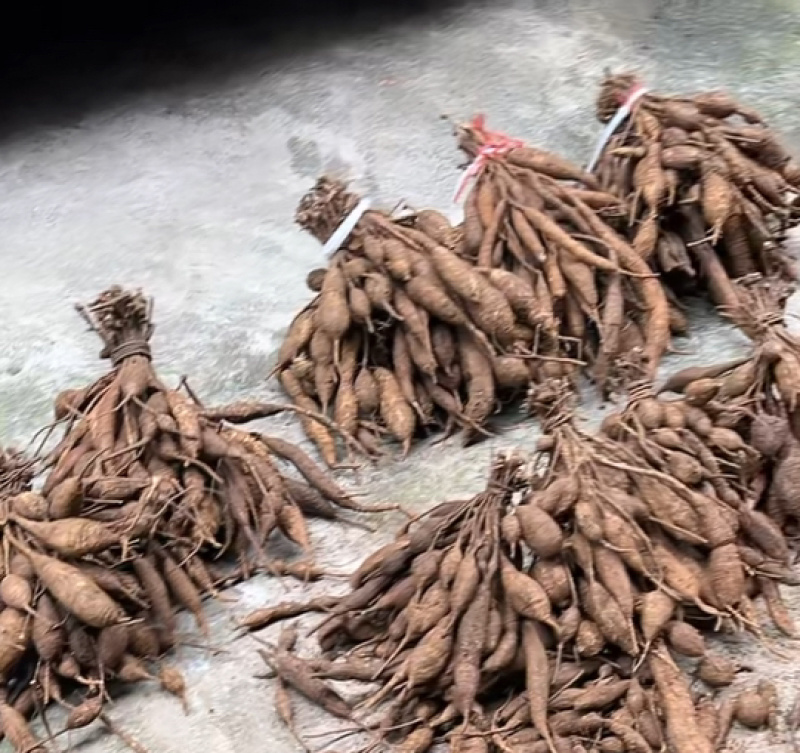 野生牛大力黑牛45一斤20斤起批