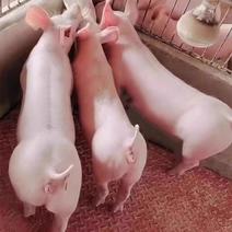 英系大白母猪原种一元母猪长白母猪大约克种公猪新美系杜洛克