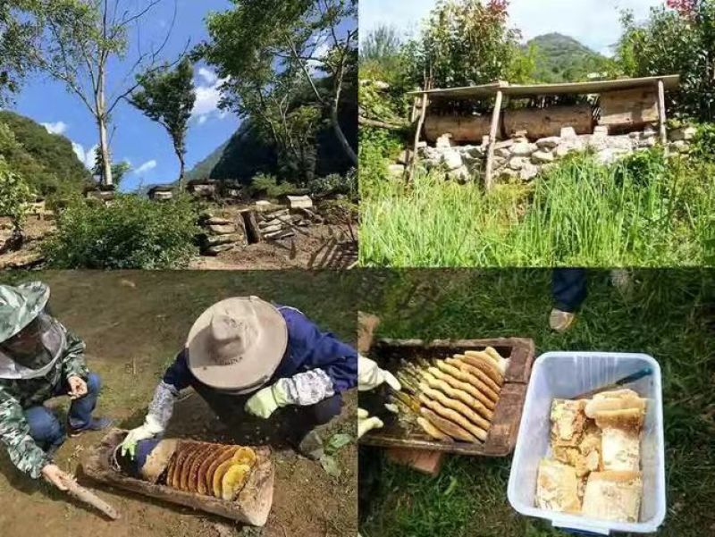 秦岭野生百花药材土蜂蜜，圆桶古法养殖一年取一次深山蜜