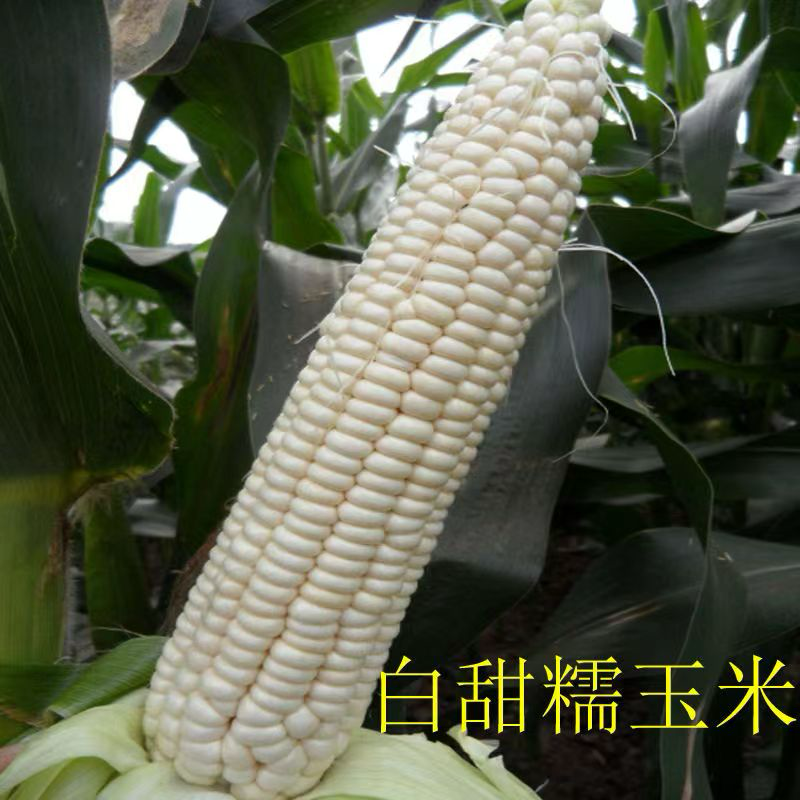 山东白糯玉米自家种植一手货源欢迎咨询合作