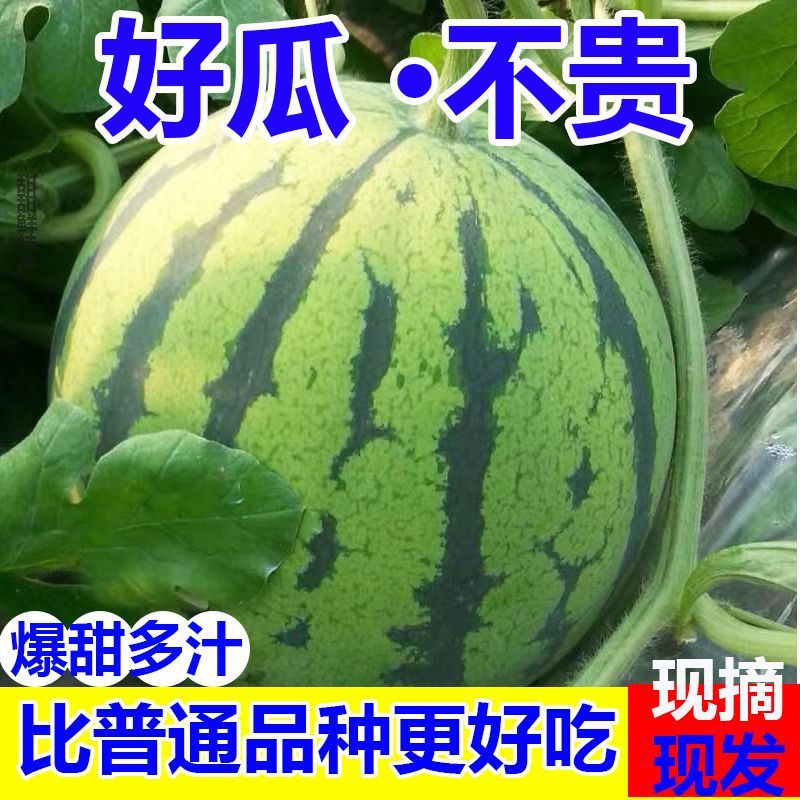 【正宗】现摘麒麟超甜薄皮8424西瓜应季批发整箱无籽有籽