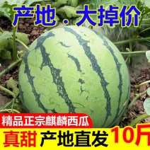 【正宗】现摘麒麟超甜薄皮8424西瓜应季批发整箱无籽有籽