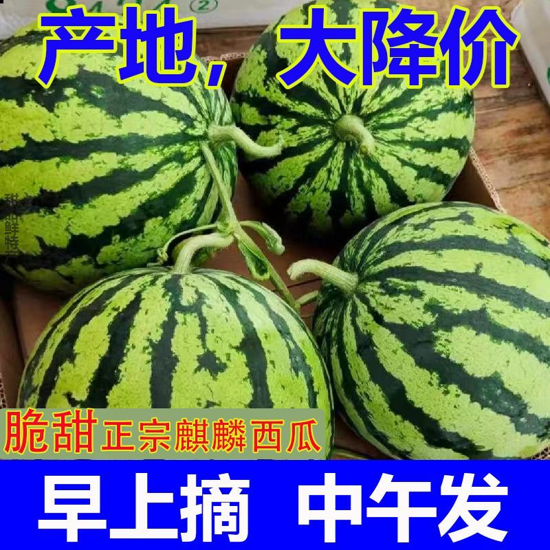 【正宗】现摘麒麟超甜薄皮8424西瓜应季批发整箱无籽有籽