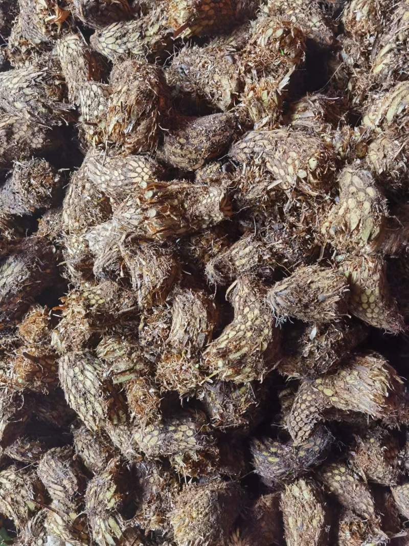 【推荐】灌仲片大量有货货源稳定欢迎老板前来合作