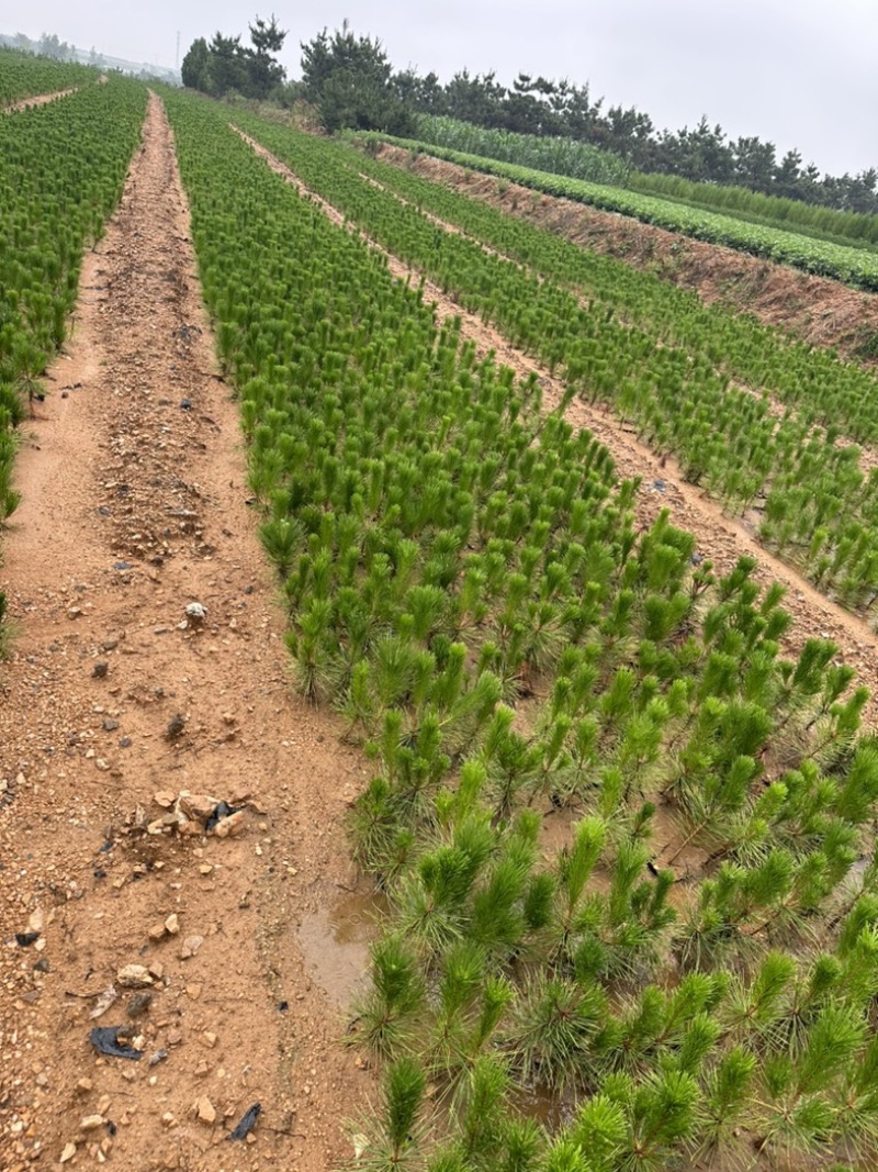 供应30公分松树苗松树容器苗