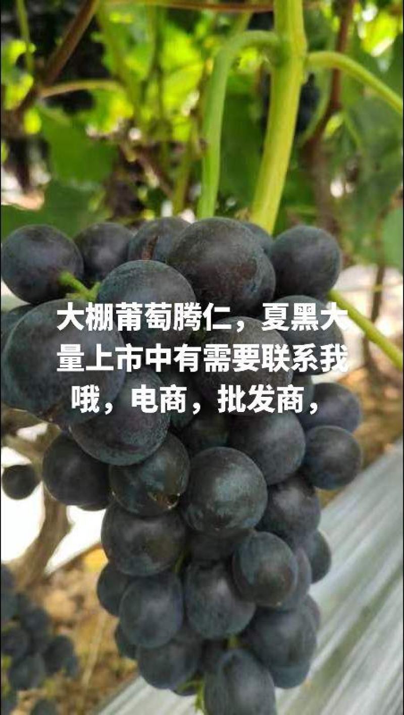 夏黑，京亚，维多，腾仁莆萄大量上市有需要老板联系我