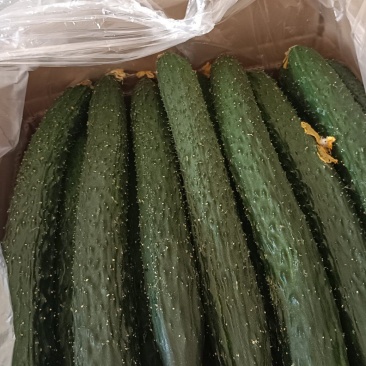 精品黄瓜大量有货。