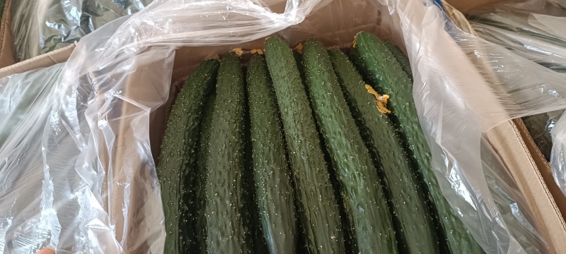 精品黄瓜大量有货。