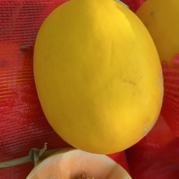 民勤蜜瓜