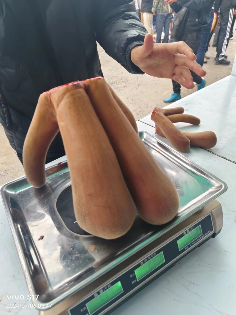 吉林鹿乡鹿茸鹿茸片大量现货质量保证，诚信经营欢迎咨询