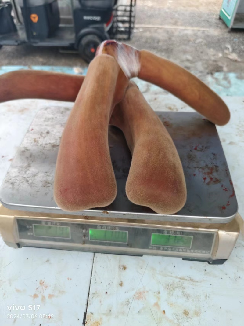 吉林鹿乡鹿茸鹿茸片大量现货质量保证，诚信经营欢迎咨询