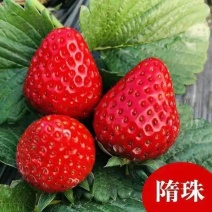 优质脱毒香野草莓苗保证纯度可签合同死苗包补发空运发