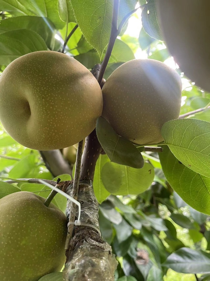 嘉善蜜梨翠冠梨标价非卖价