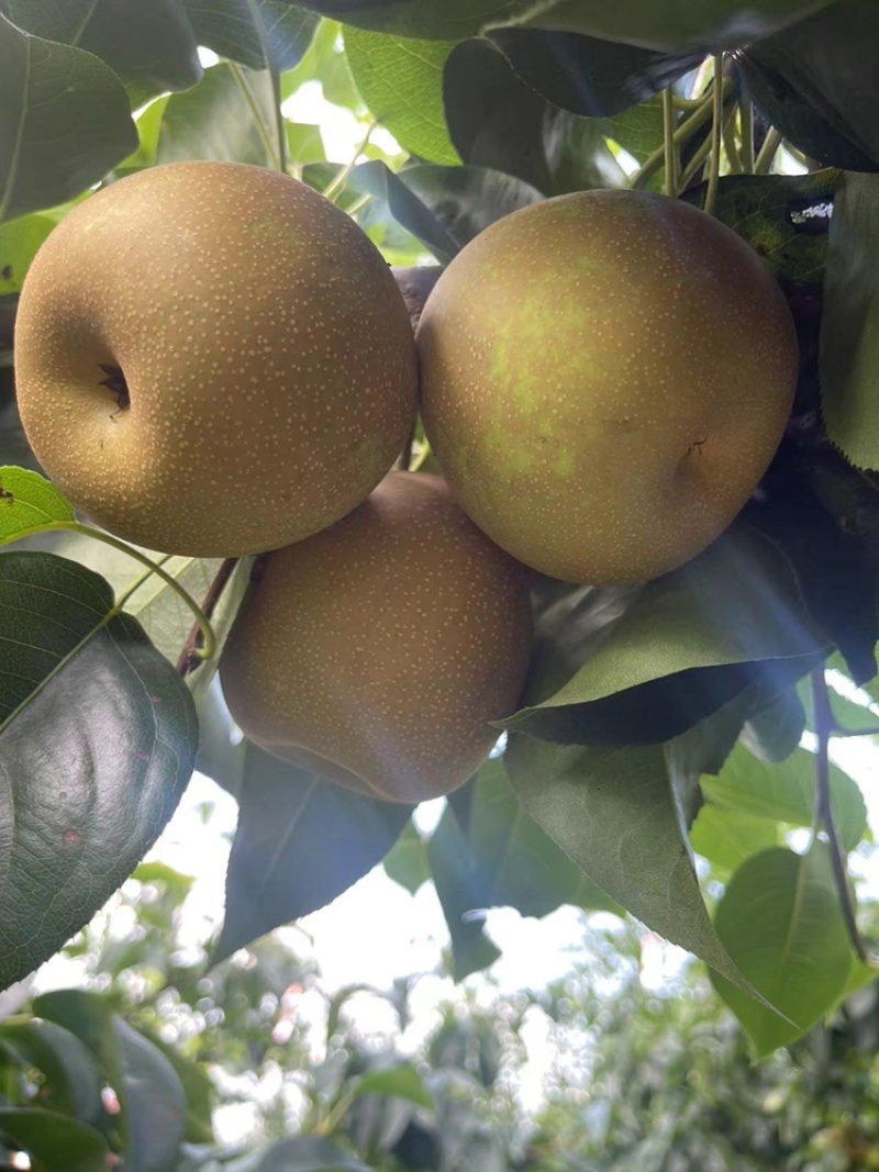 嘉善蜜梨翠冠梨标价非卖价