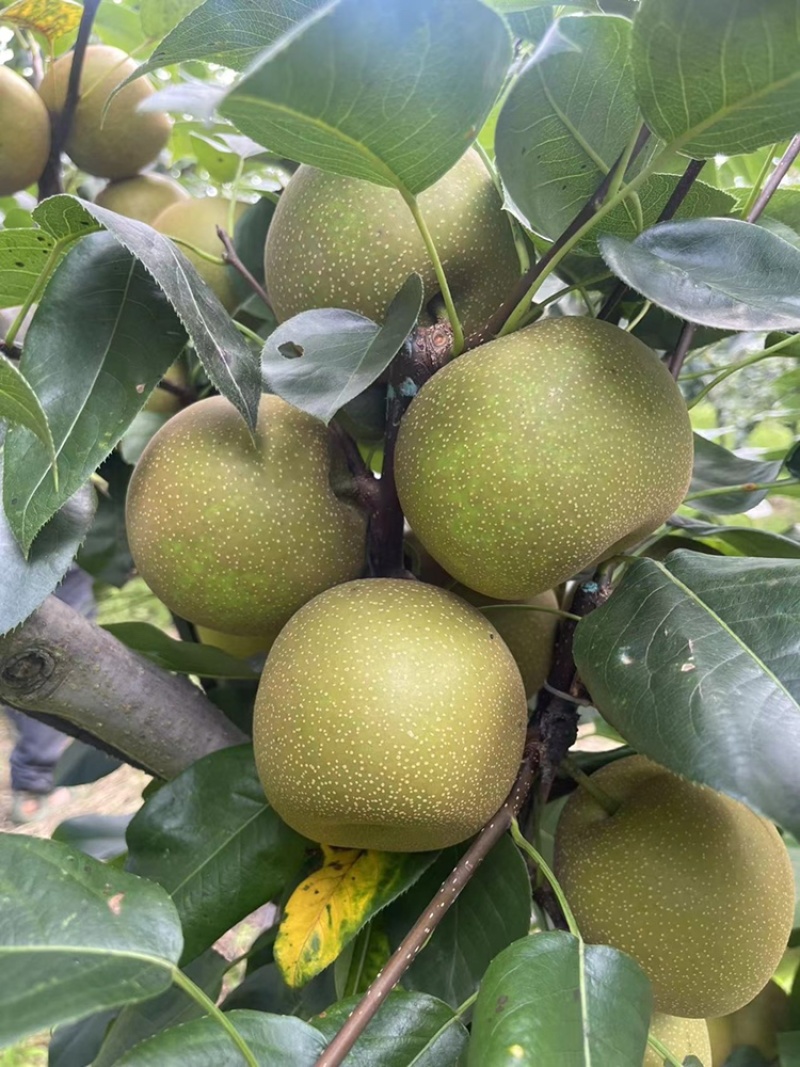 嘉善蜜梨翠冠梨标价非卖价