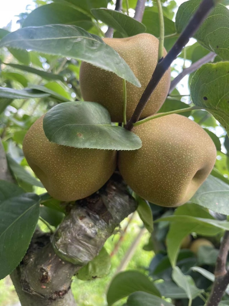 嘉善蜜梨翠冠梨标价非卖价