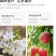 田福元-高氮型大量元素水溶肥料(30-10-10+TE)