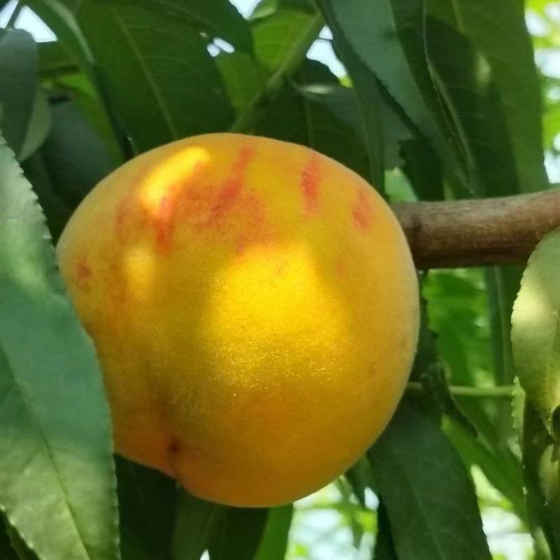 八三黄桃