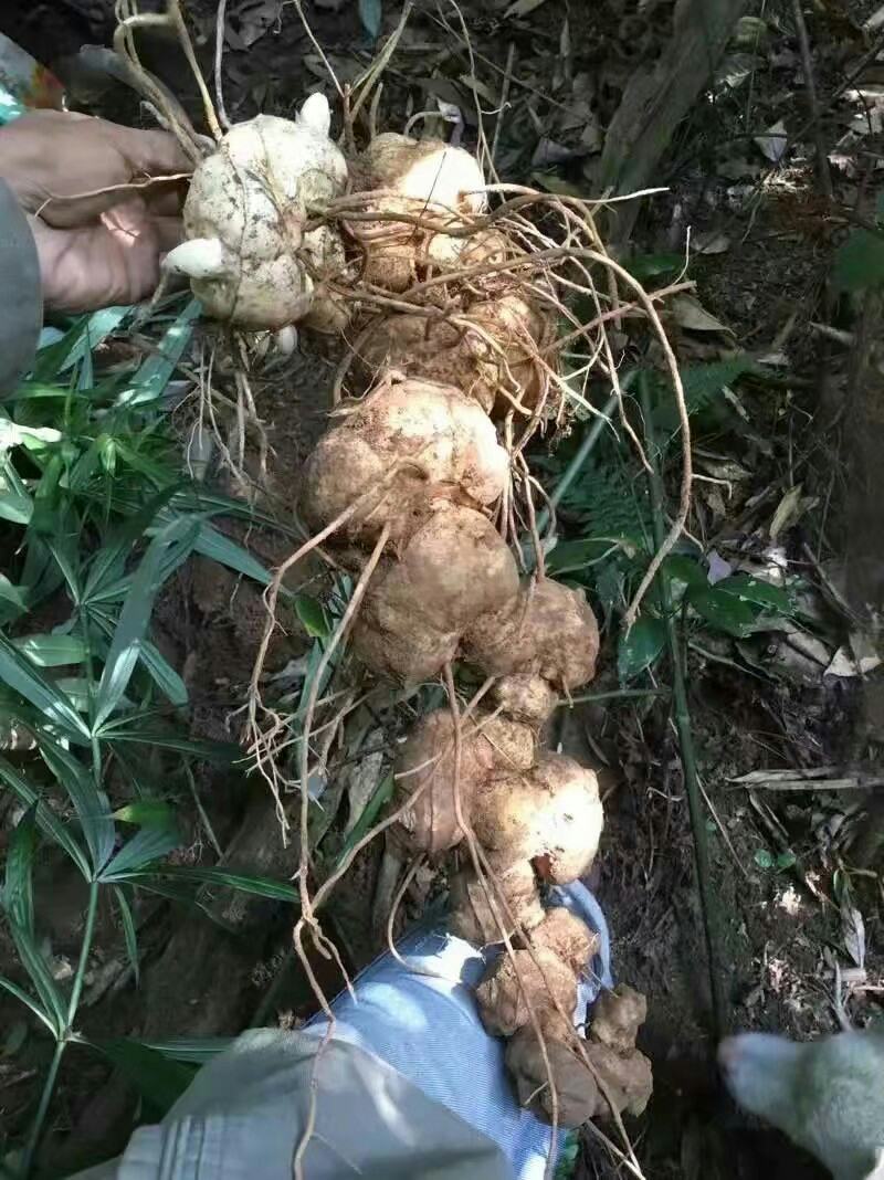 黄精、红花滇黄精，野生山货包邮发货