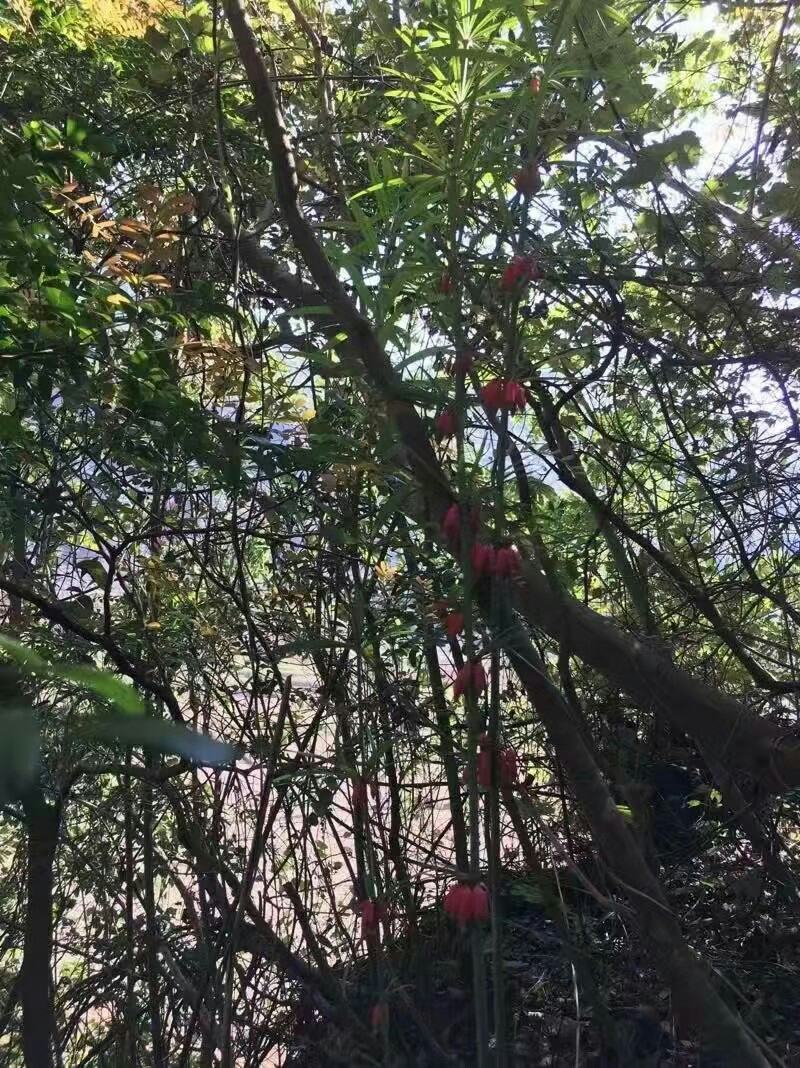 黄精、红花滇黄精，野生山货包邮发货