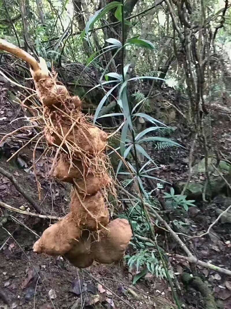 黄精、红花滇黄精，野生山货包邮发货