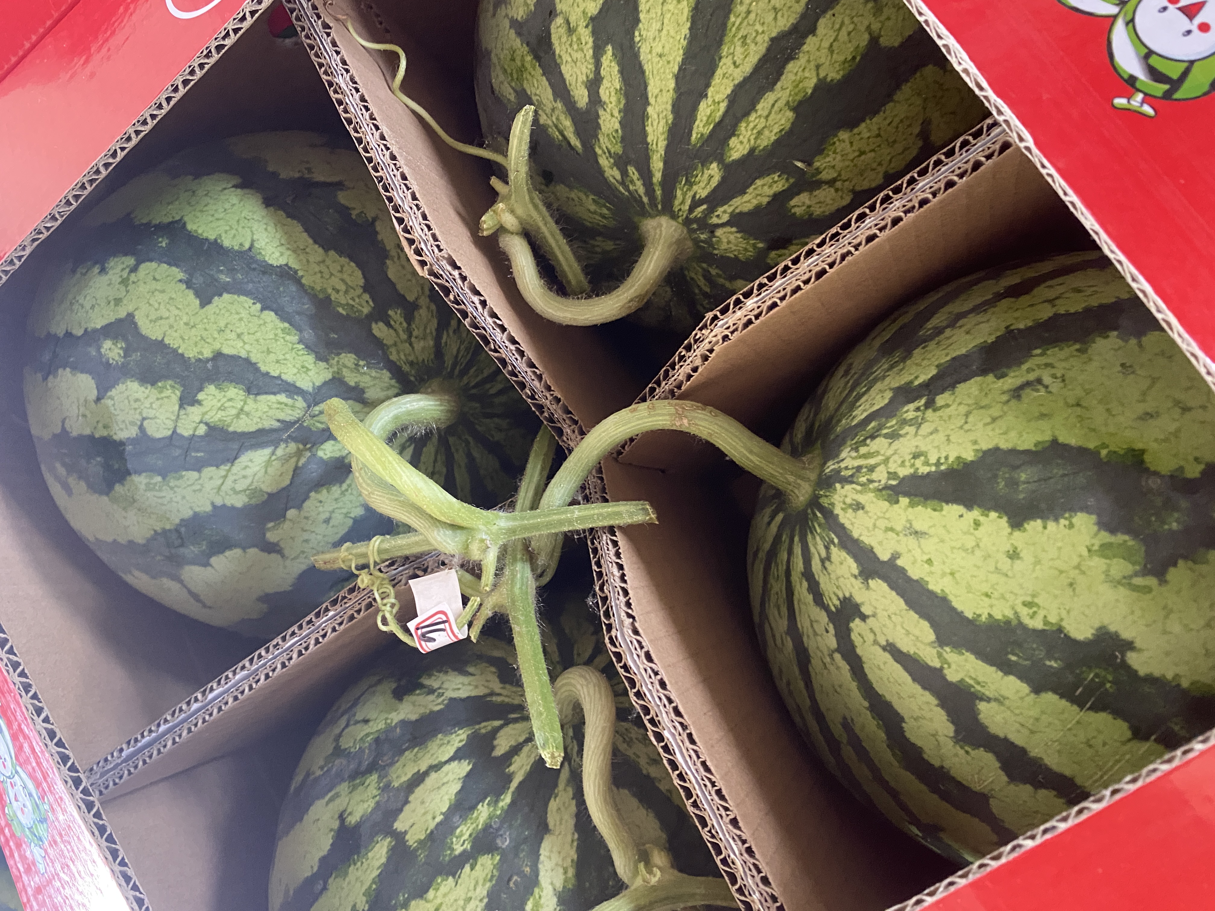 展示麒麟西瓜的礼盒包装,附带丝带和精美图案设计 麒麟西瓜作为礼品的精美包装展示