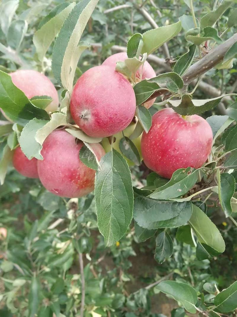 鲁丽苹果