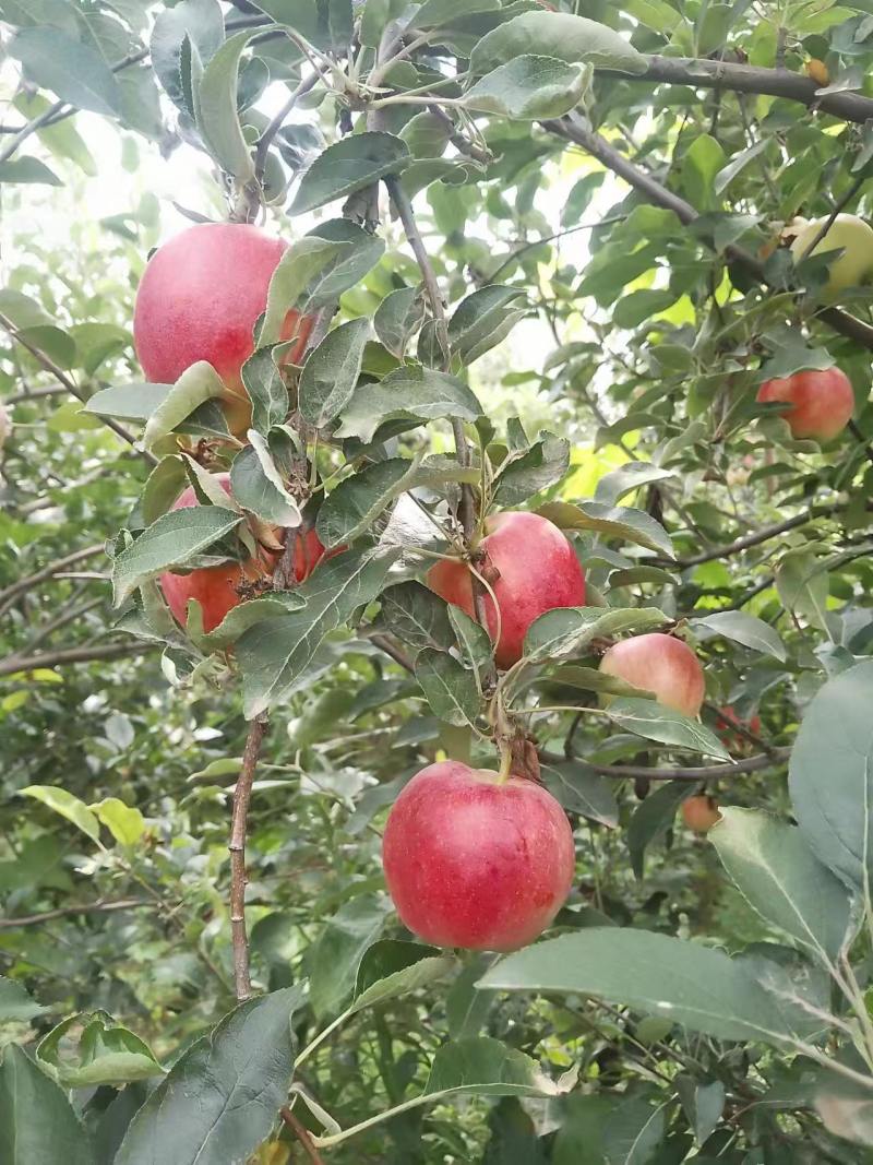 鲁丽苹果