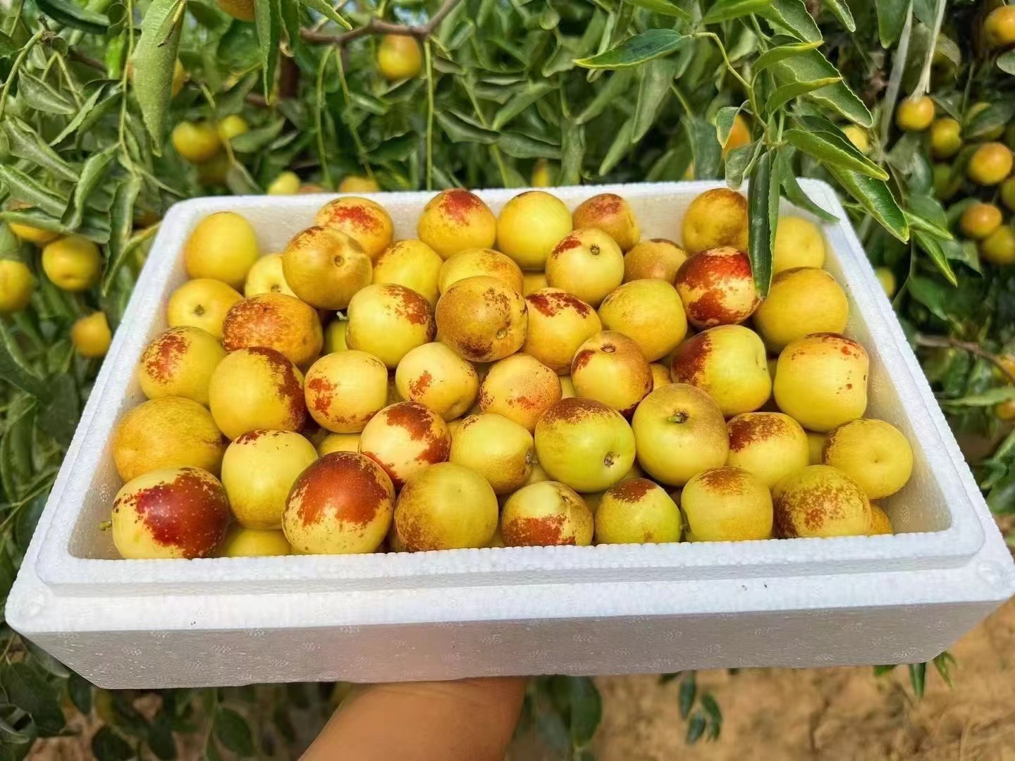 大荔冬枣电商打包现场