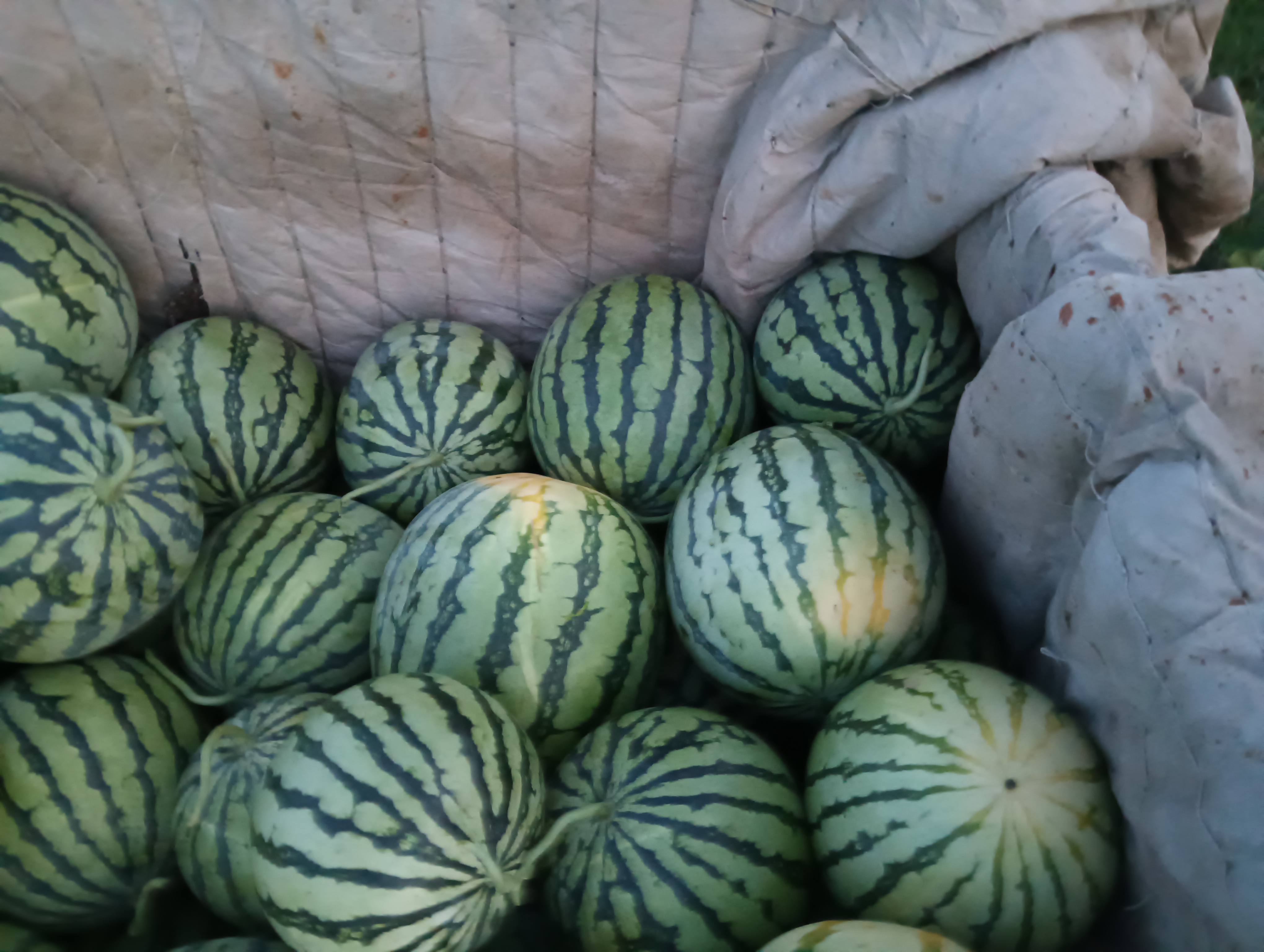 特小凤西瓜果肉细节图